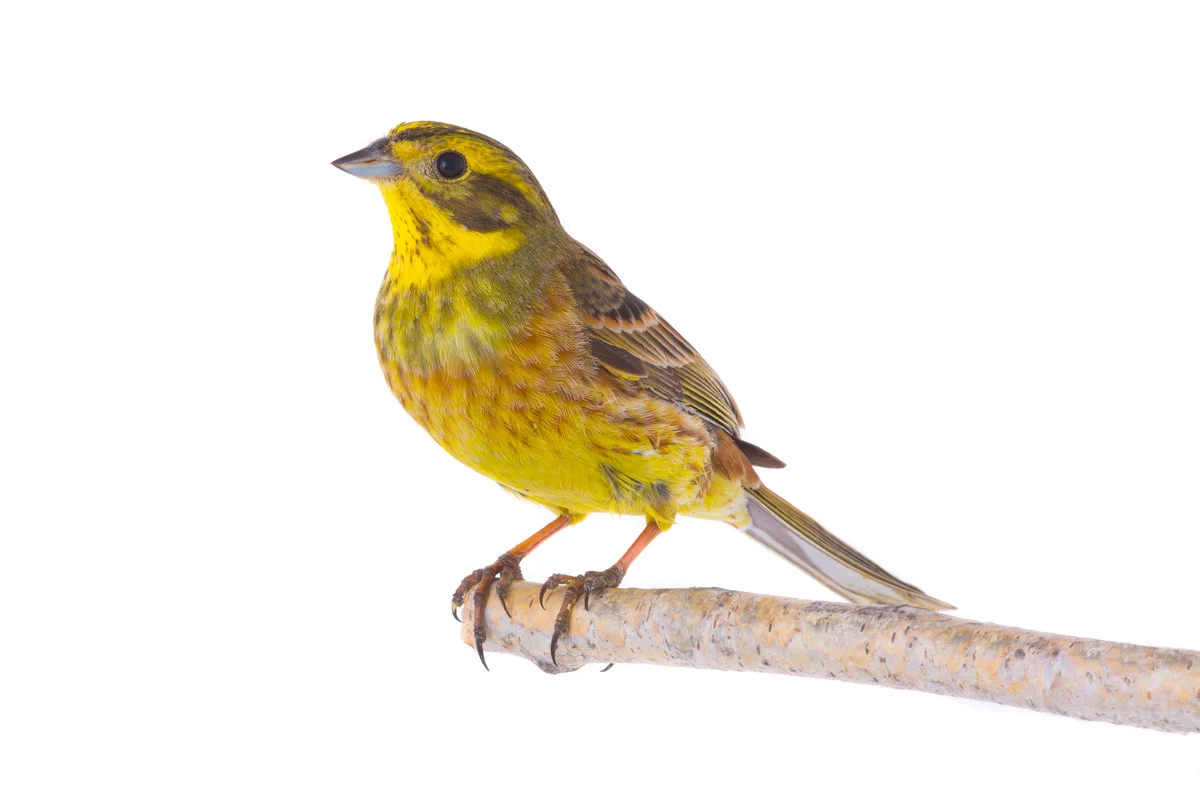 Goldammer ähnlicher Vogel – Vögel in Europa