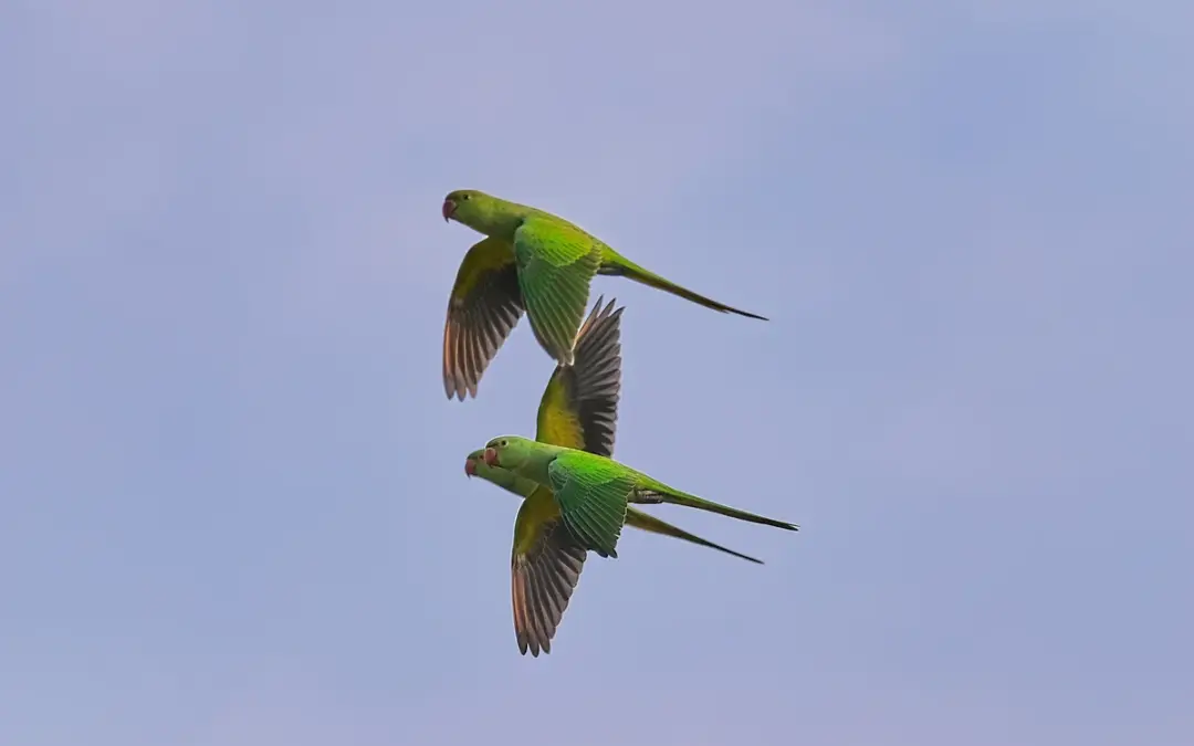 Halsbandsittich Düsseldorf