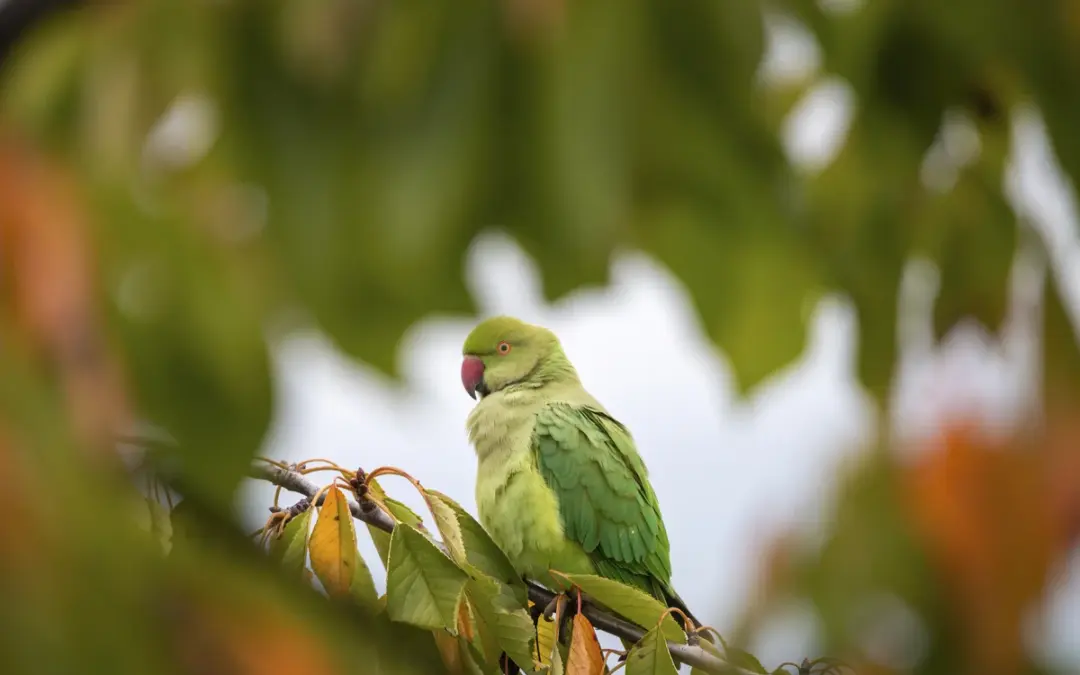 Halsbandsittich Deutschland