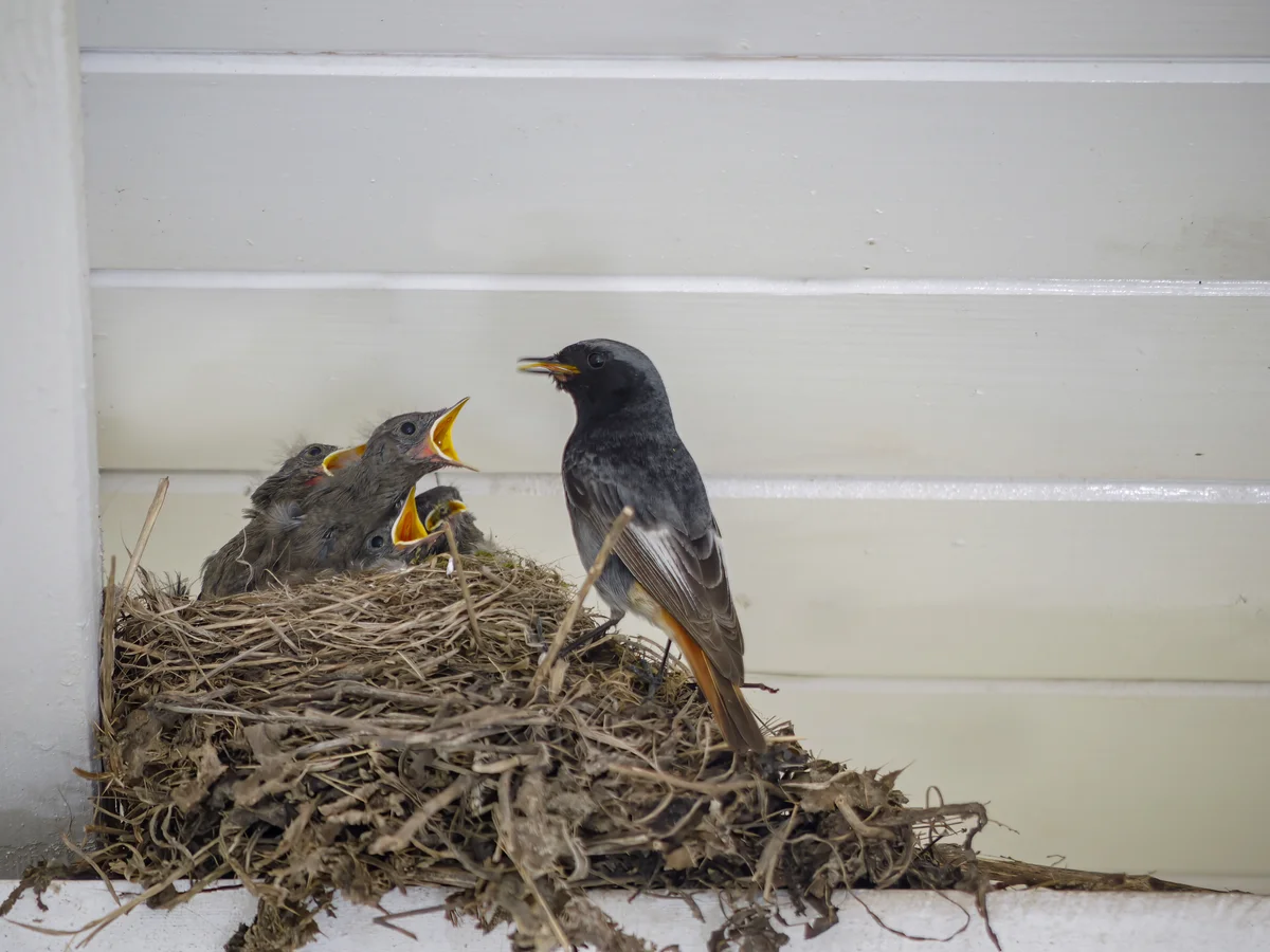 Hausrotschwanz Nestbau - Vögel in Europa Hausrotschwanz Nestbau - Vögel in Europa