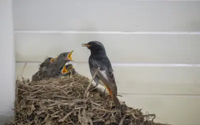 Hausrotschwanz Nistkasten