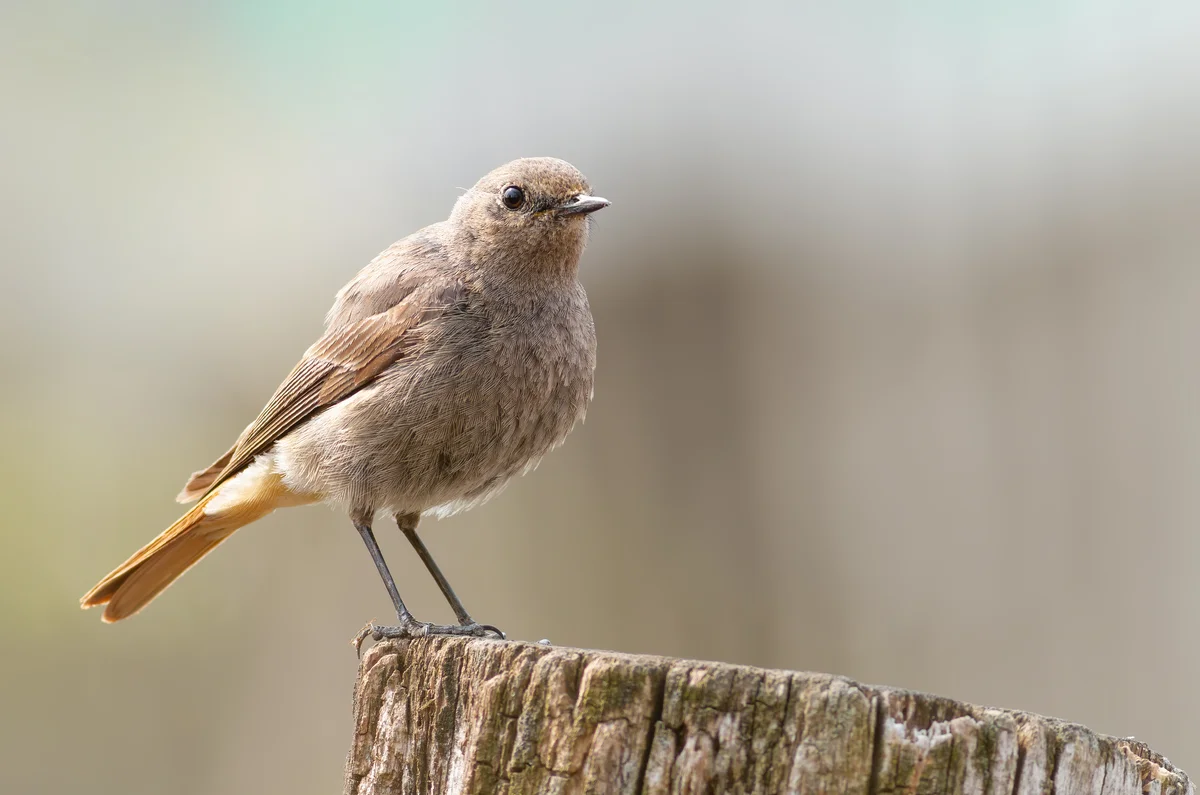 Hausrotschwanz Weibchen - Vögel in Europa