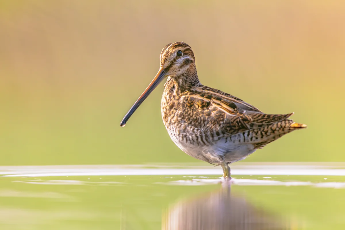 Kiebitz ähnlicher Vogel -Bekassine