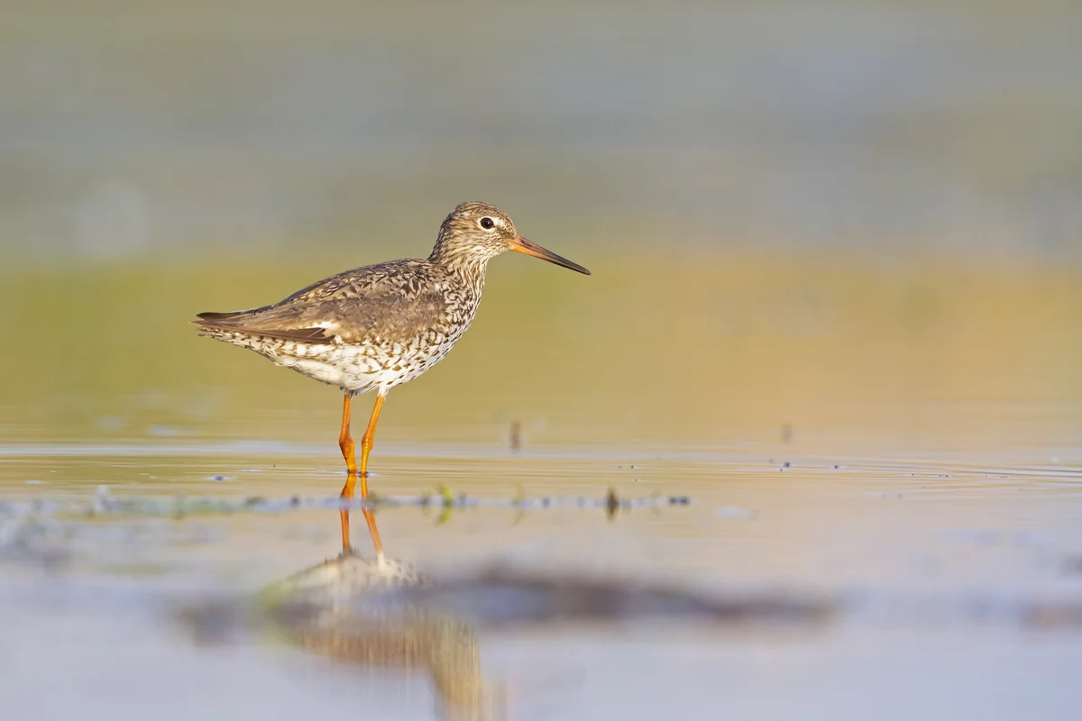 Kiebitz ähnlicher Vogel - Rotschenkel