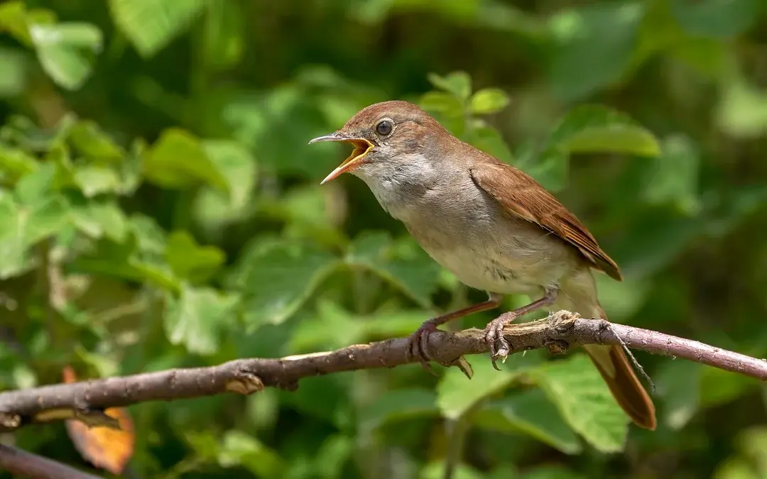 Nachtigall Gesang in der Nacht