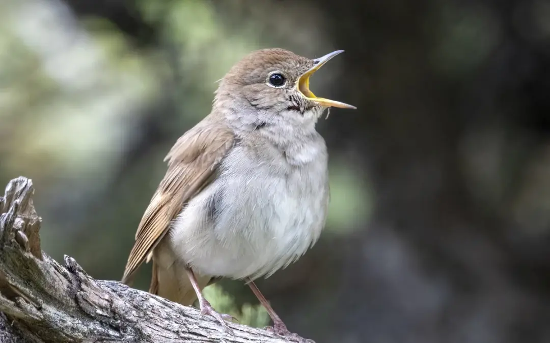 Nachtigall Gesang nachts