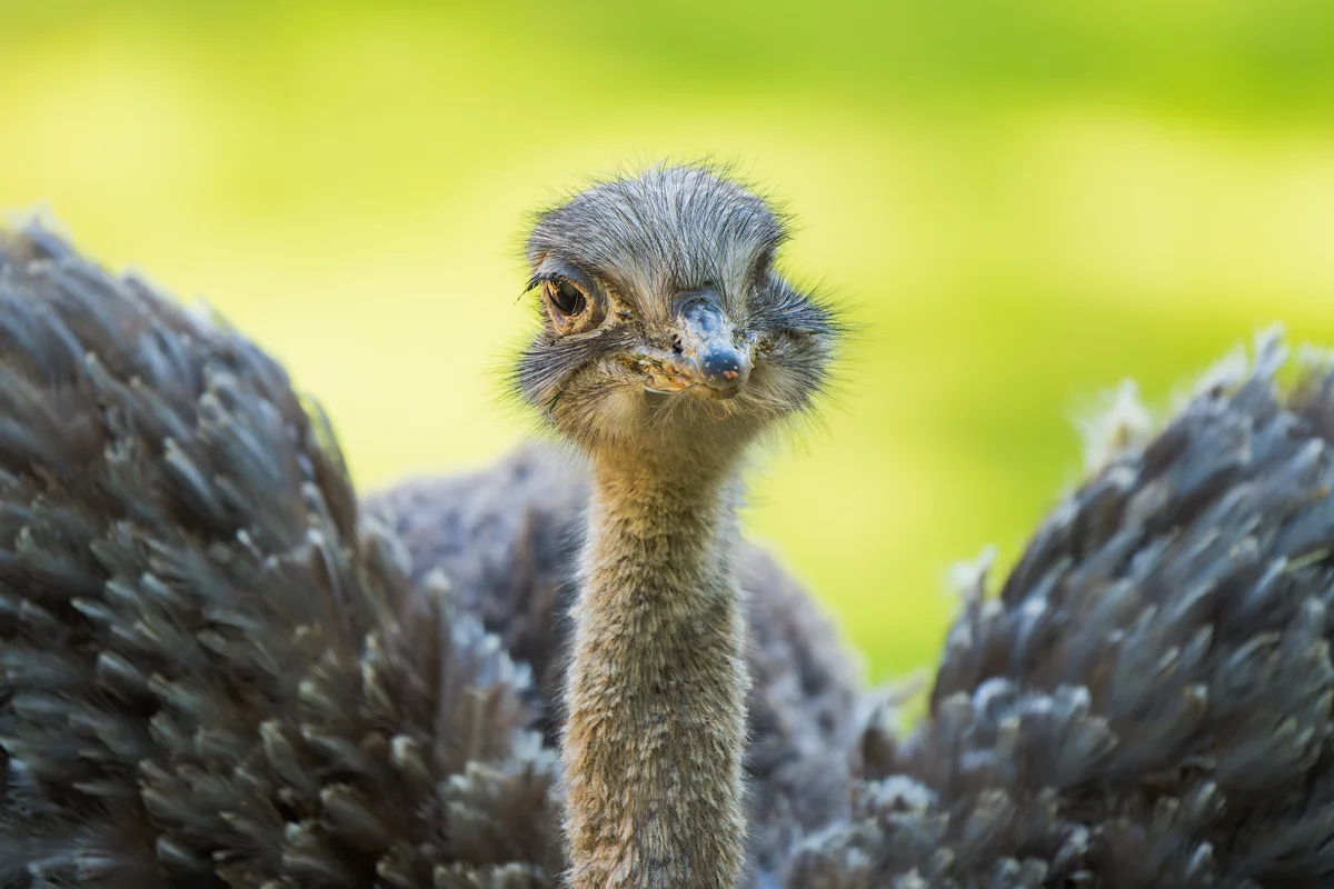 Nandu Eier - Vögel in Europa