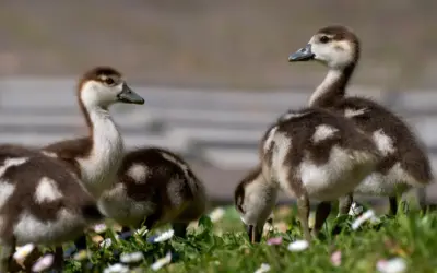 Nilgans Küken