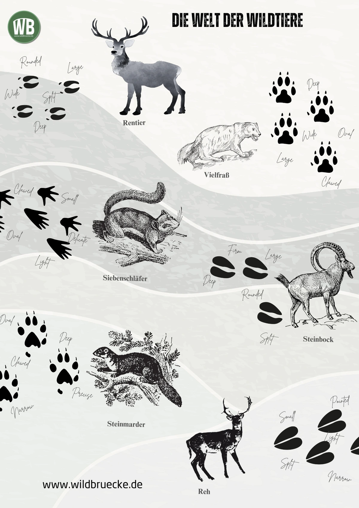 Poster Die Welt der Wildtiere (12) - Wildtiere in Europa
