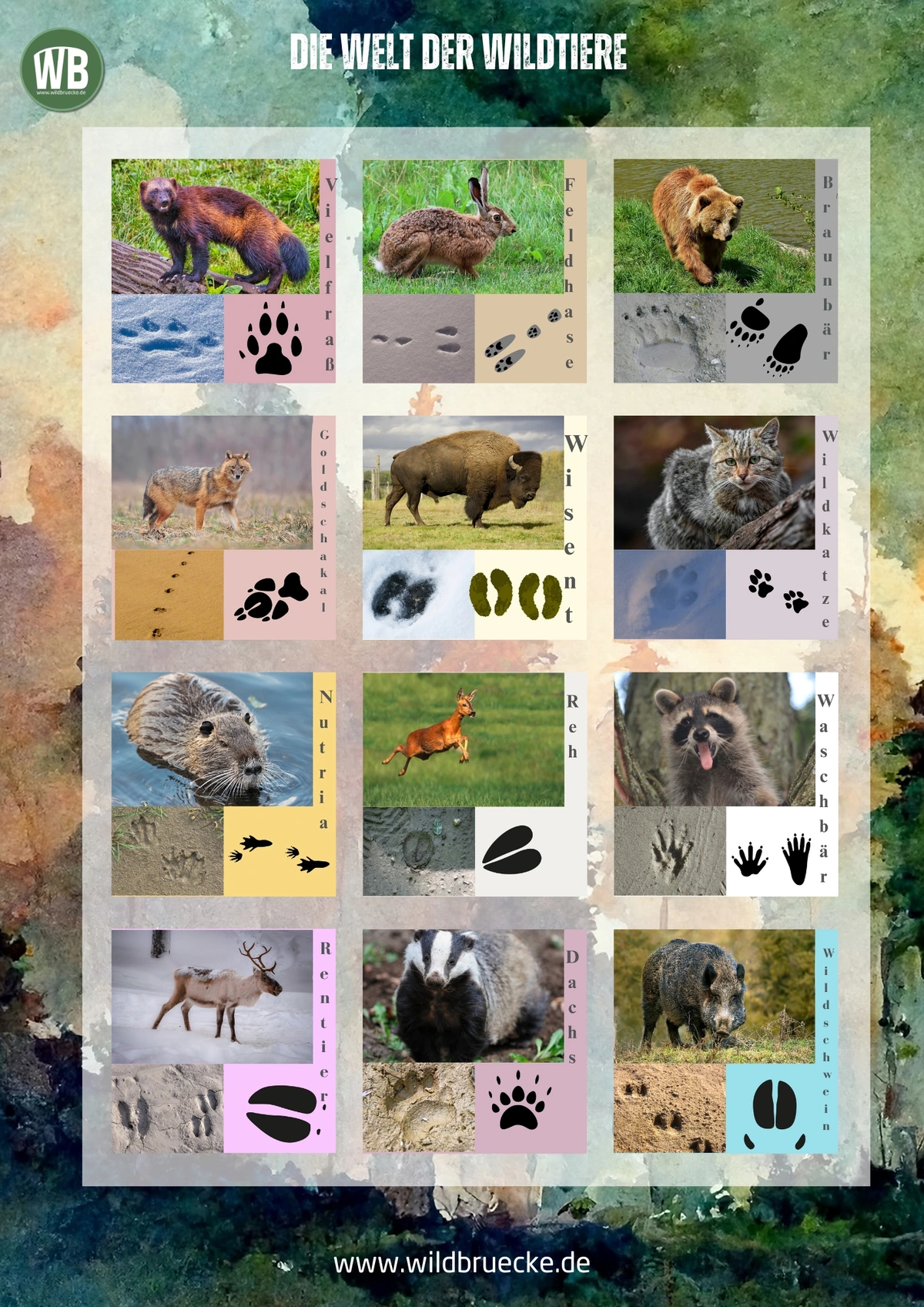Poster Die Welt der Wildtiere (9) - Wildtiere in Europa