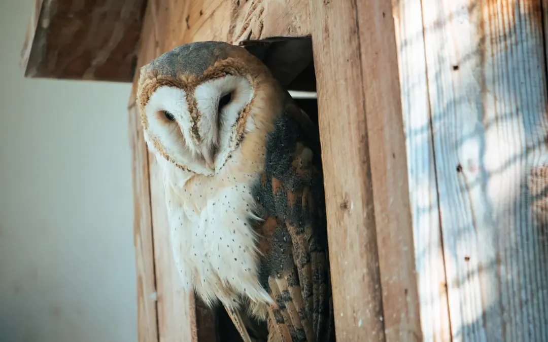 Schleiereule Nistkasten