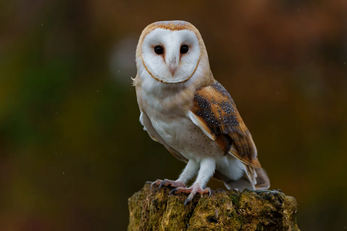 Schleiereule Ruf – Vögel in Europa