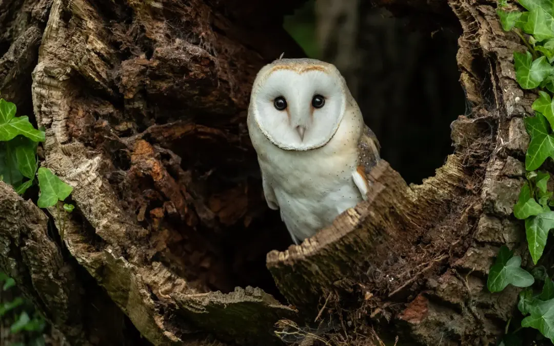 🐦 Die Wahl des „Vogel des Jahres 2026“ beim NABU