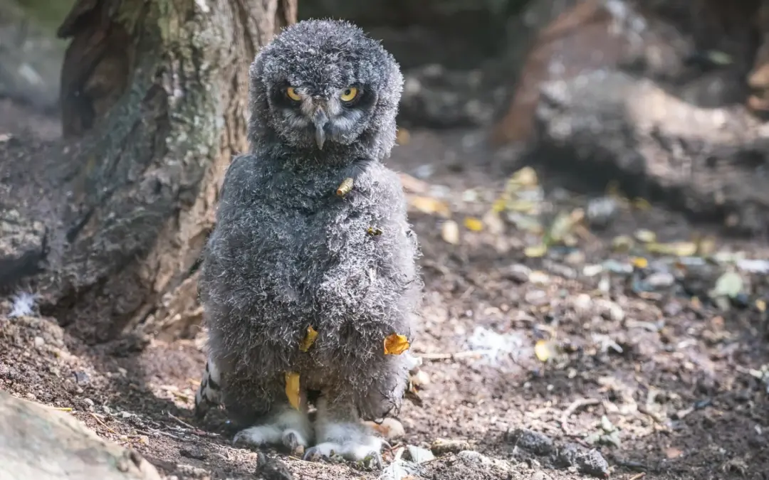 Schneeeule Babys