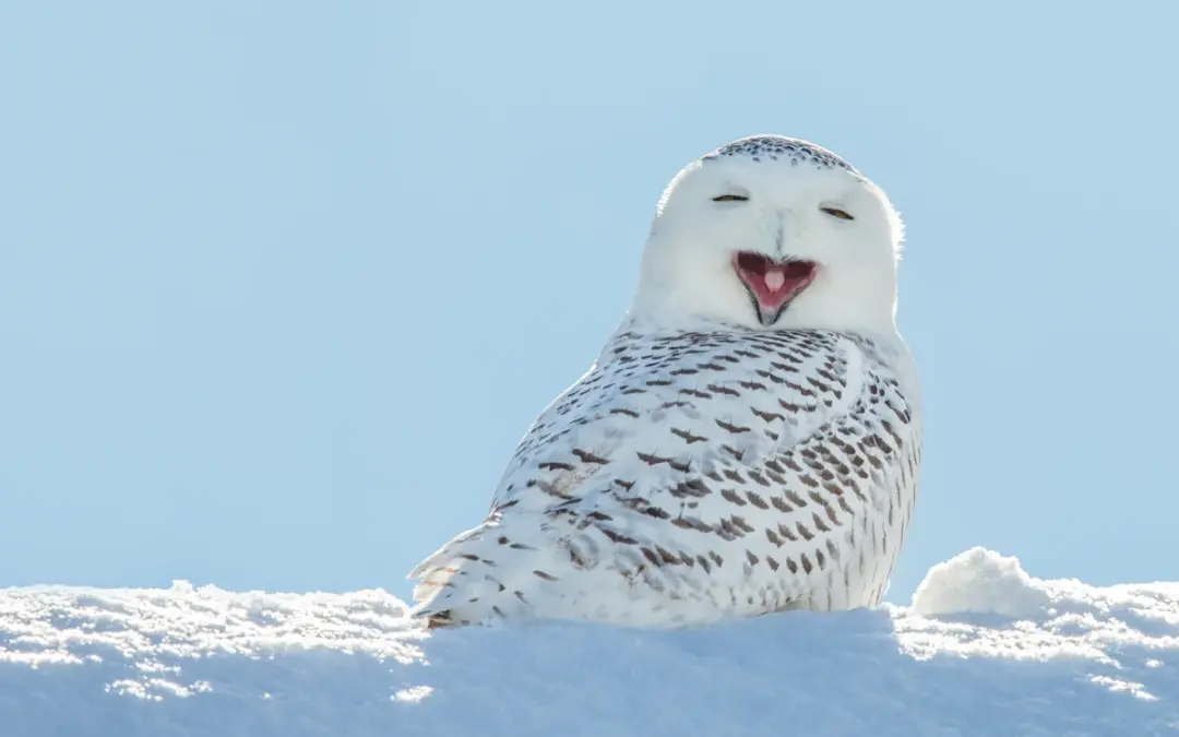 Schneeeule Steckbrief