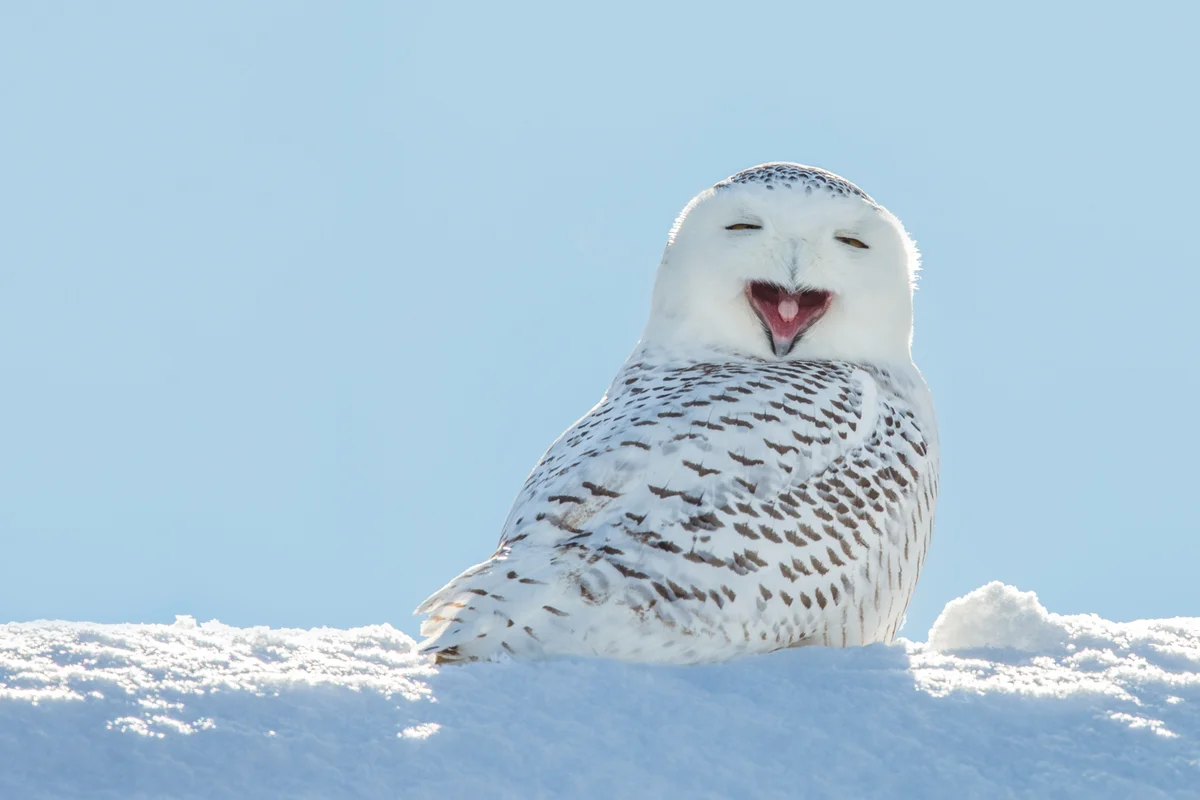 Schneeeule Steckbrief – Vögel in Europa
