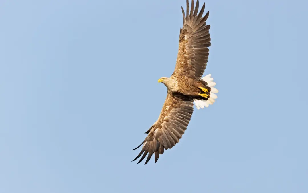 Seeadler Flugbild