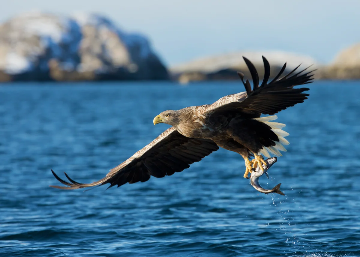 Seeadler Größe - Vögel in Europa