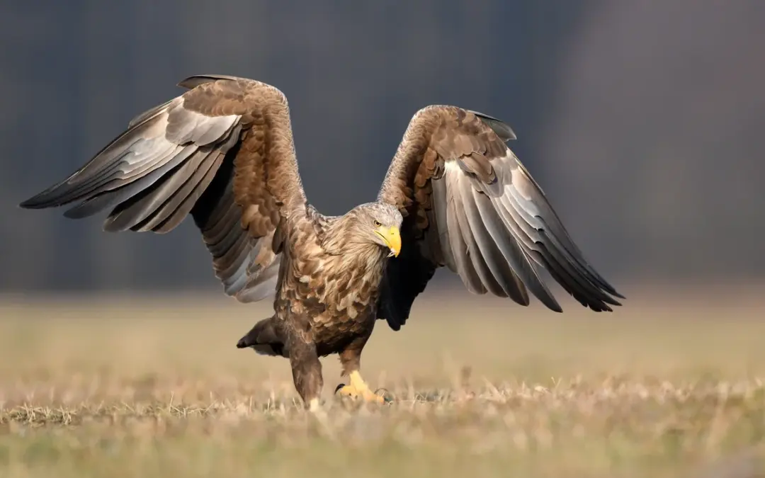 Seeadler Ruf