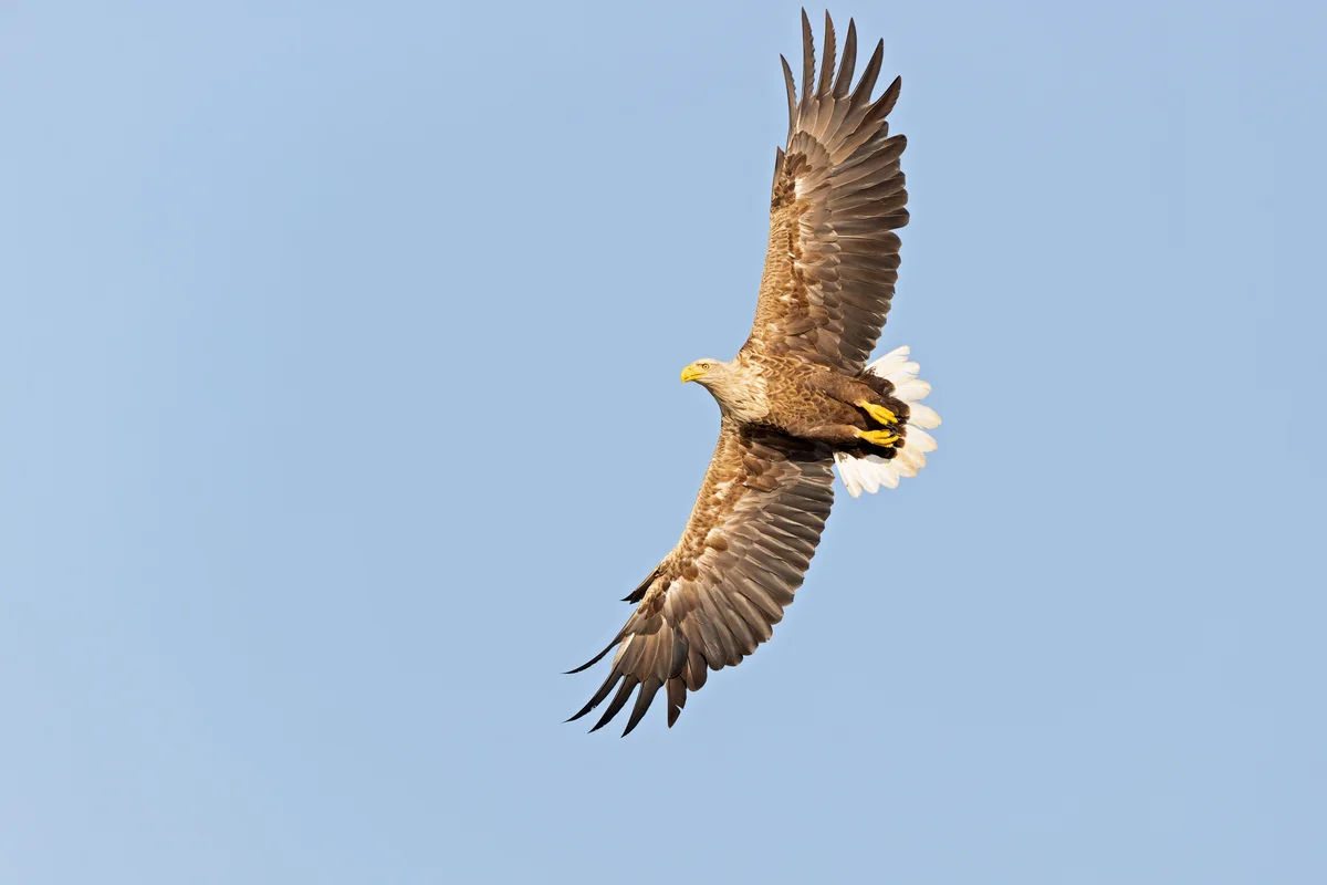 Seeadler Spannweite - Vögel in Europa