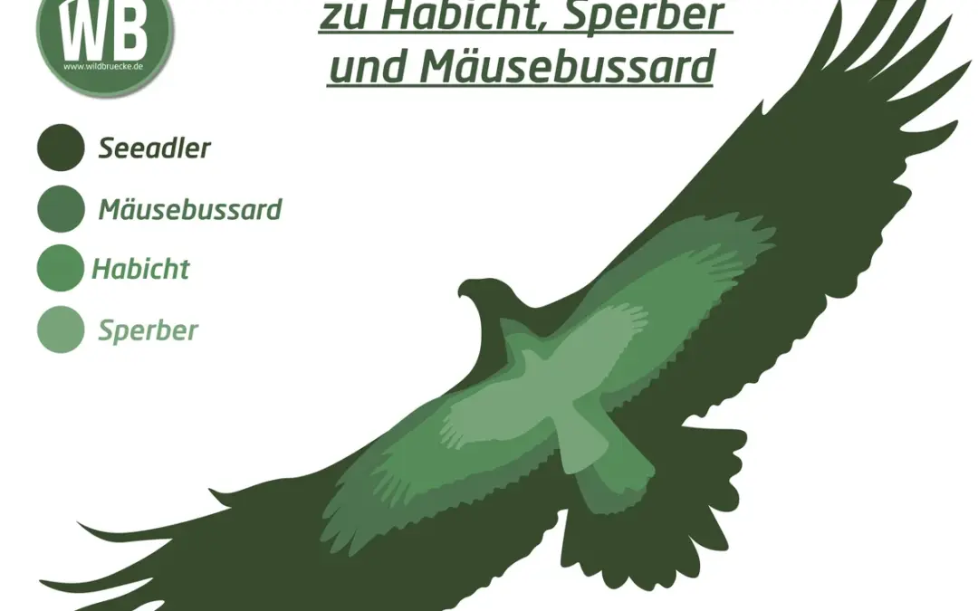 Seeadler Spannweite
