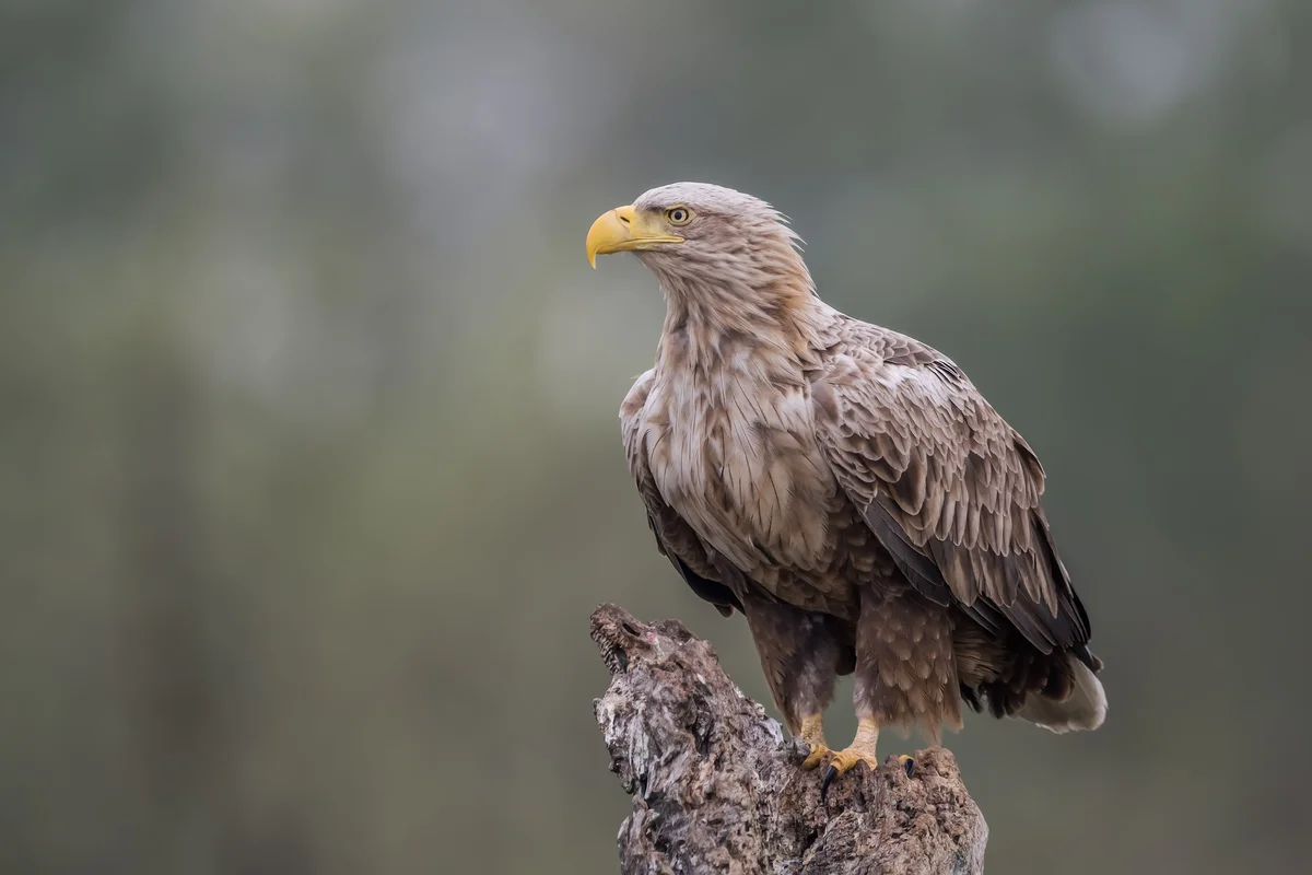 Seeadler in Deutschland - Vögel in Europa
