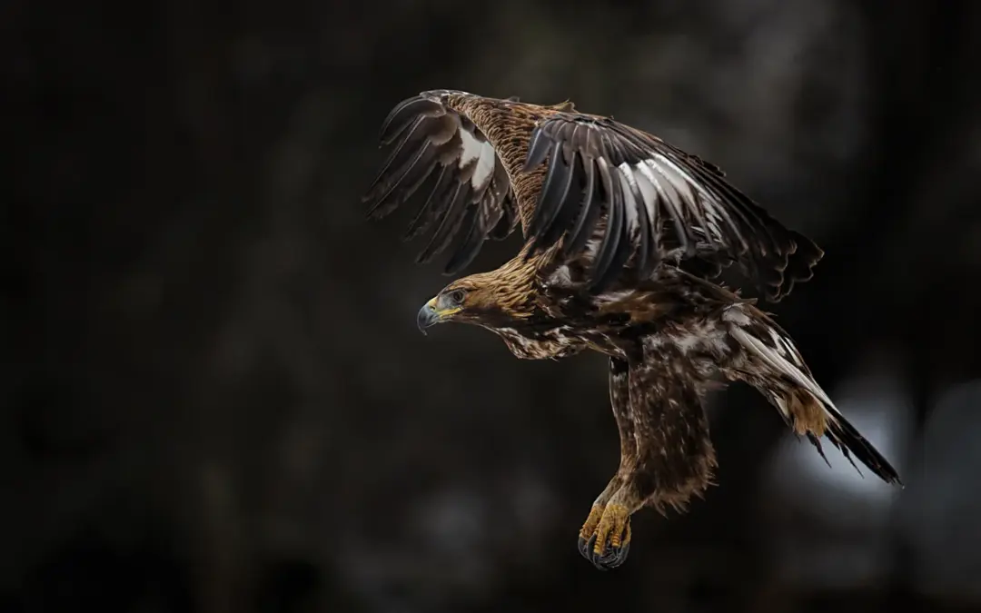Steinadler Geschwindigkeit