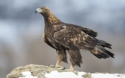 Steinadler Gewicht