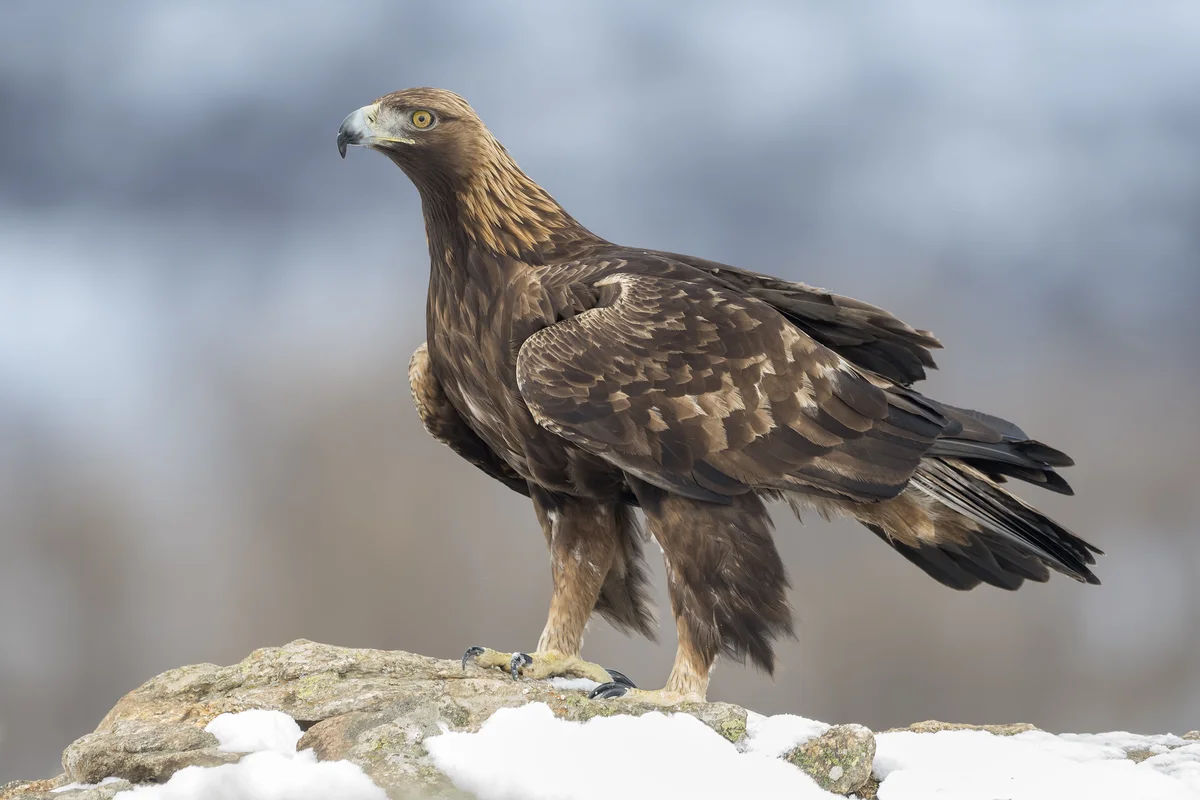 Steinadler Gewicht – Vögel in Europa