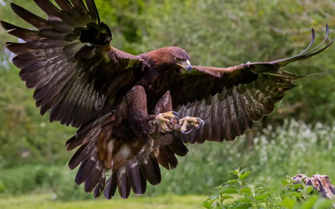 Steinadler Spannweite