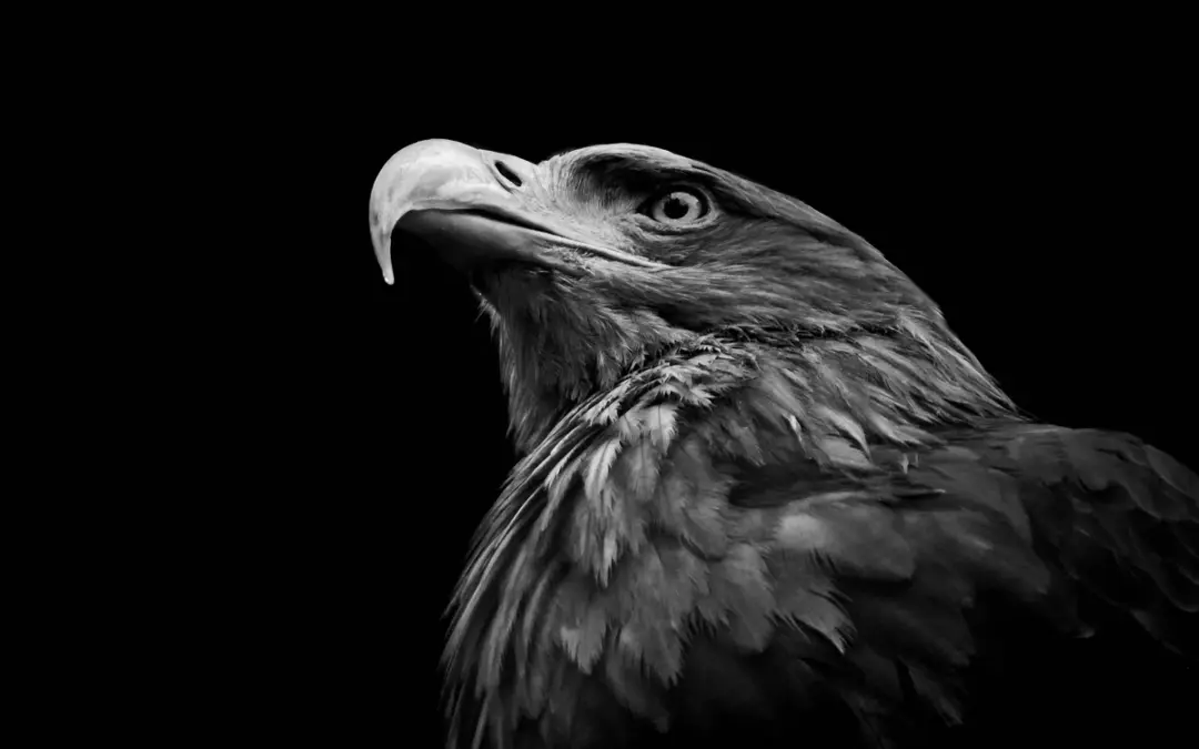 Steinadler Steckbrief