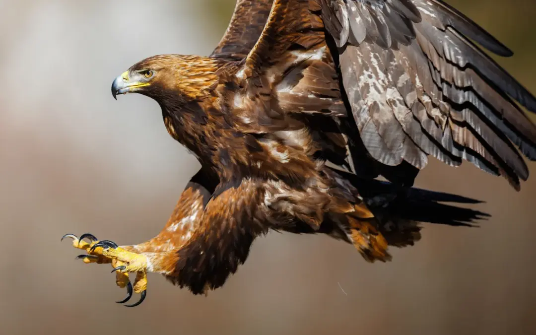 Steinadler in Deutschland