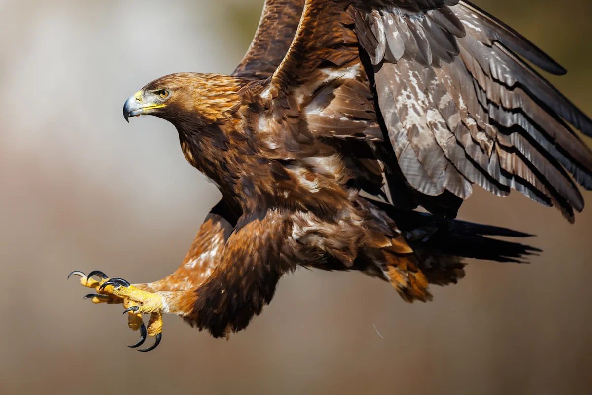 Steinadler in Deutschland – Vögel in Europa