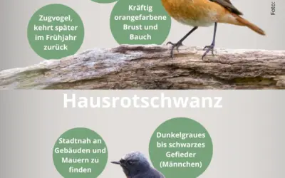 Unterschied Gartenrotschwanz und Hausrotschwanz