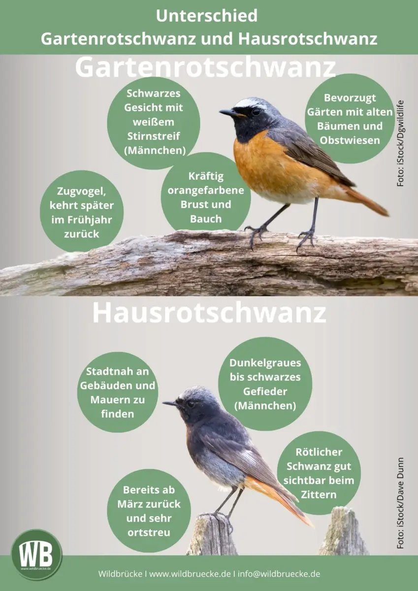 Unterschied Gartenrotschwanz und Hausrotschwanz