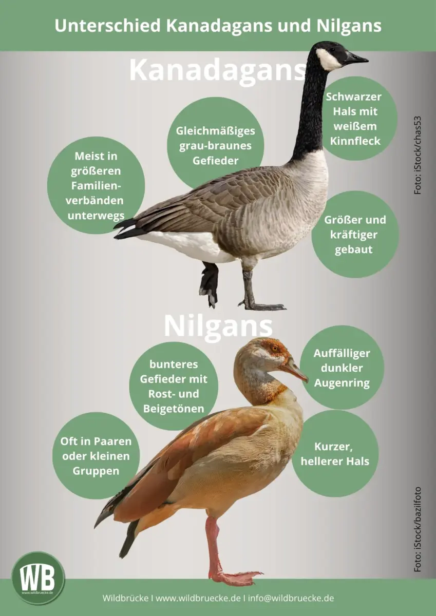 Unterschied Kanadagans und Nilgans