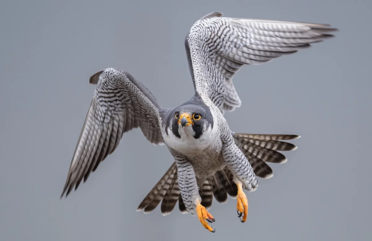 Unterschied Wanderfalke und Turmfalke - Vögel in Europa Unterschied Wanderfalke und Turmfalke - Vögel in Europa