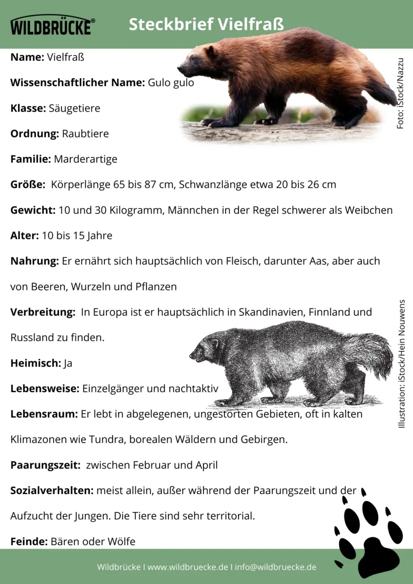 Vielfraß Steckbrief