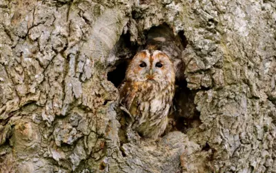 Waldkauz Gesang