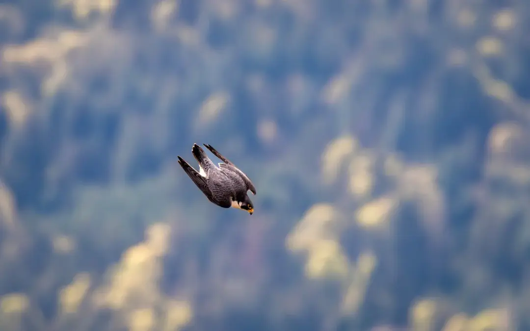 Wanderfalke Geschwindigkeit