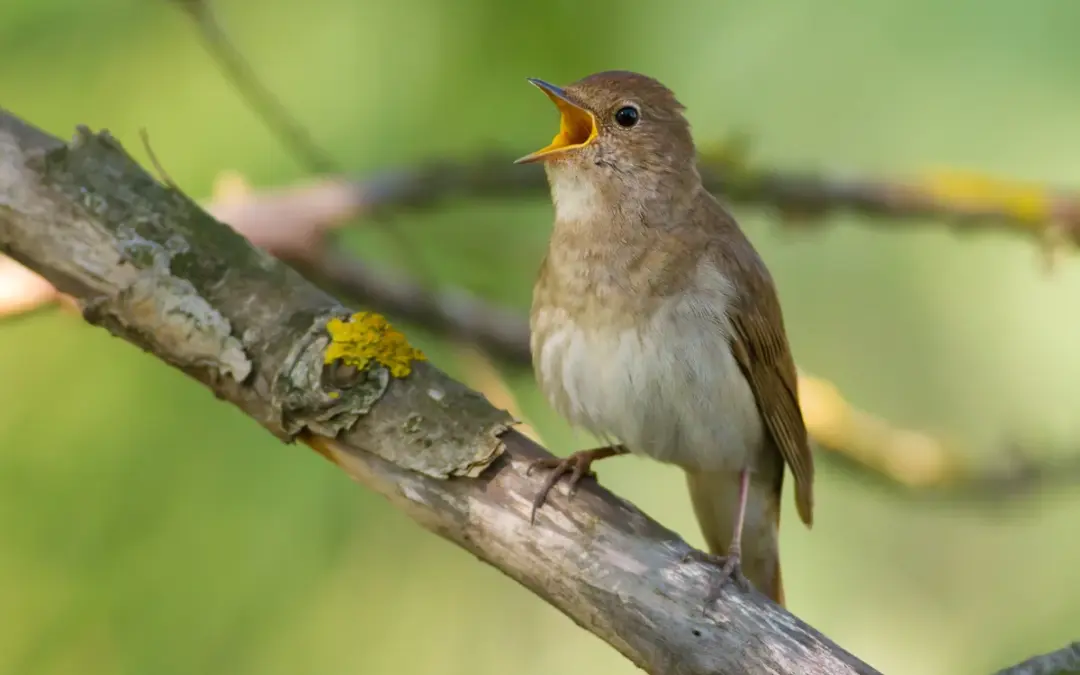 Wie singt die Nachtigall