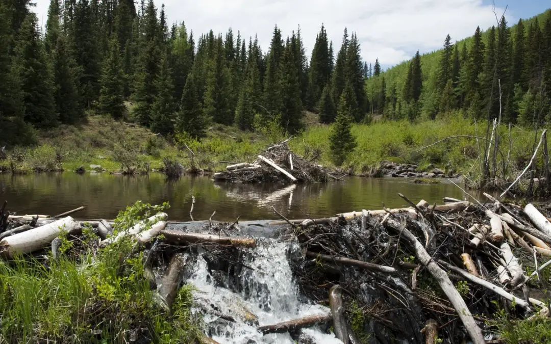 Biber – So erkennst und verstehst du seine Bauwerke