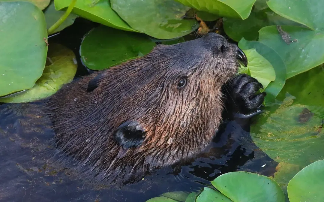 Biber Nahrung – So erkennst du, was Biber wirklich fressen