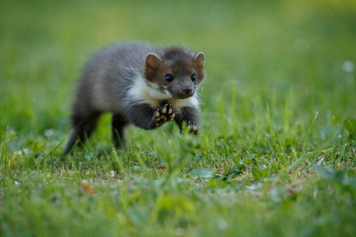 Der Steinmarder - Wildtiere in Europa
