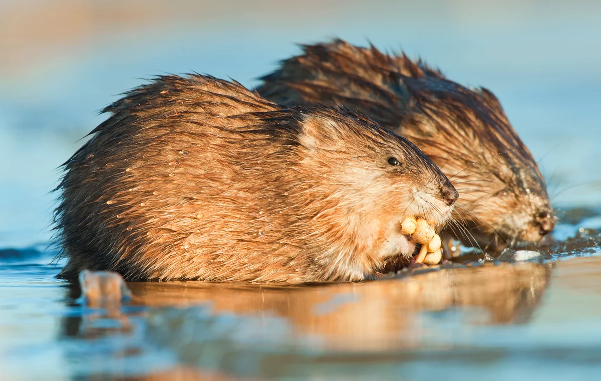 Die Bisamratte beobachten und verstehen - Wildtiere in Europa
