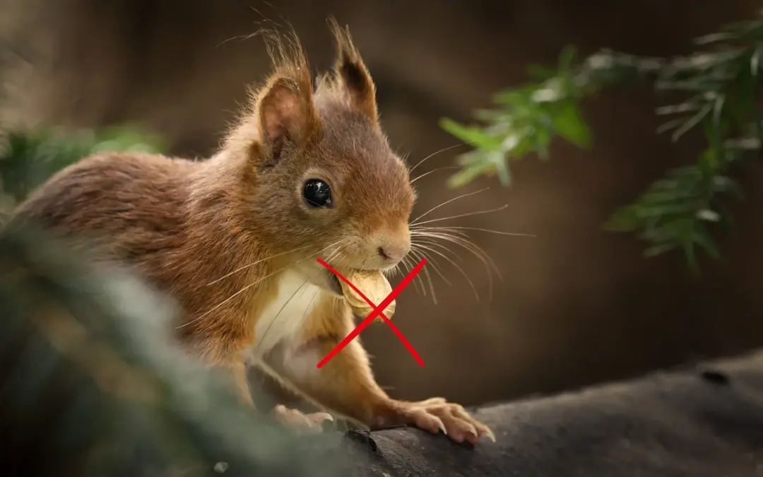 Eichhörnchen und Erdnüsse? – wie du Eichhörnchen richtig fütterst