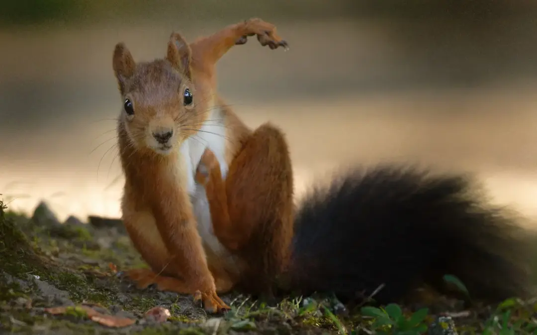 Eichhörnchen Arten erkennen – so unterscheidest du die Tiere richtig