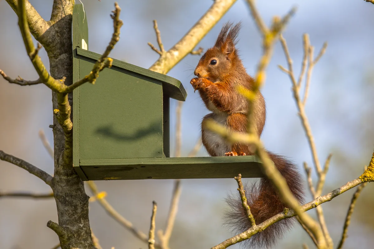 Eichhörnchen Futterstation – Wildtiere in Europa