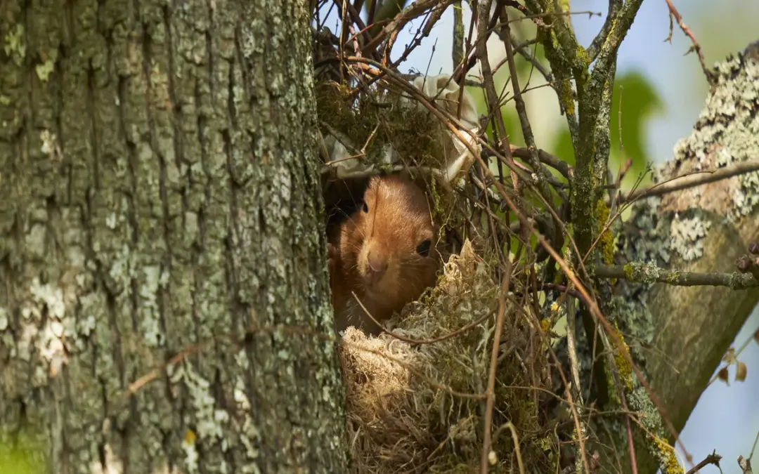Eichhörnchen im Kobel