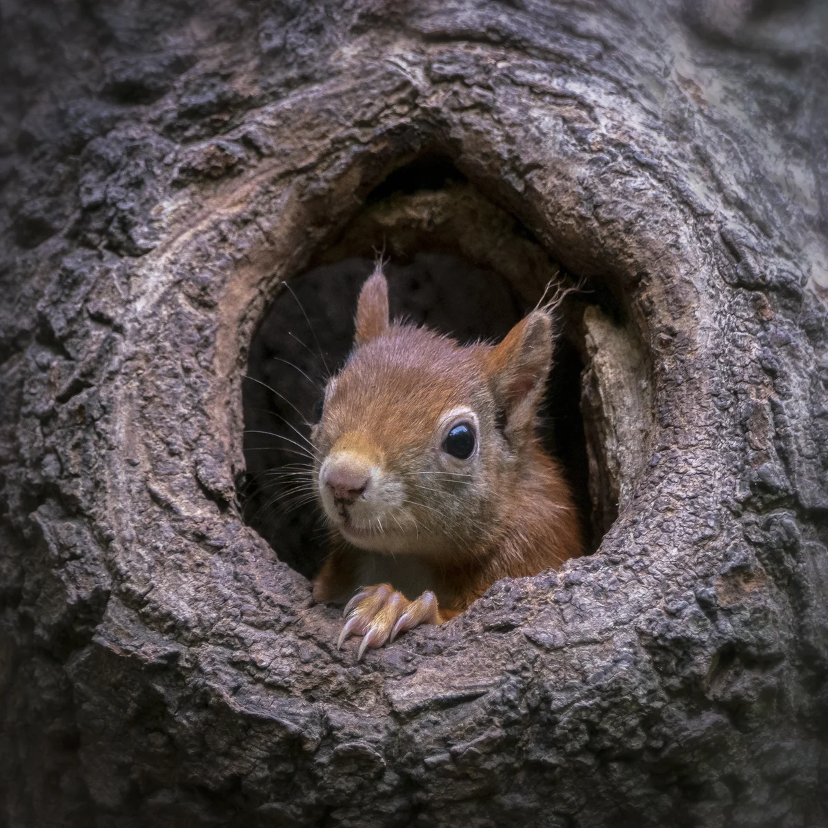 Eichhörnchen in einem Kobel - Wildtiere in Europa